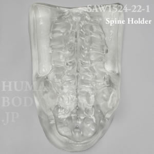 脊椎ホルダーカバー（L1-仙骨） SAW1524-22-1