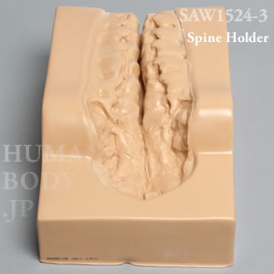 脊椎ホルダー（L1-仙骨） SAW1524-3