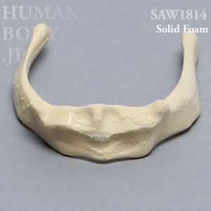 舌骨 SAW1814 ソーボーン模擬骨
