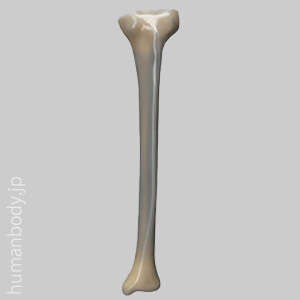 SAW3402 コンポジットボーン・脛骨（左・大）
