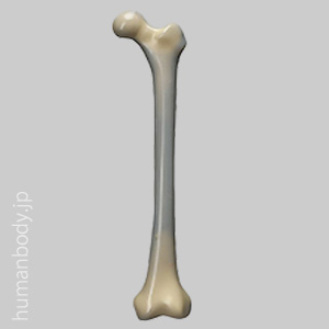 生体力学的試験材料骨 SAW3403 コンポジットボーン・大腿骨（左・中）