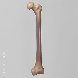 生体力学試験用骨モデル・SAW3406-5 コンポジットボーン・大腿骨（左・大）10PCF　ソリッドフォーム