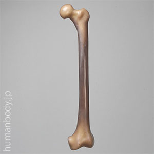 生体力学試験用骨モデル・SAW3406-7 コンポジットボーン・大腿骨（左・大）12.5PCF　セルラーフォーム