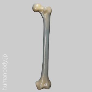 SAW3406 コンポジットボーン・大腿骨（左・大）