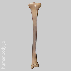 SAW3410 コンポジットボーン・脛骨（左・小）