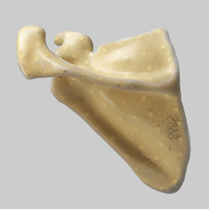 SAW3413 コンポジットボーン・肩甲骨（左・大）