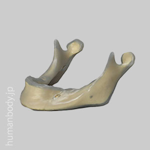SAW3444 コンポジットボーン・下顎骨（大）17PCF　ソリッドフォーム