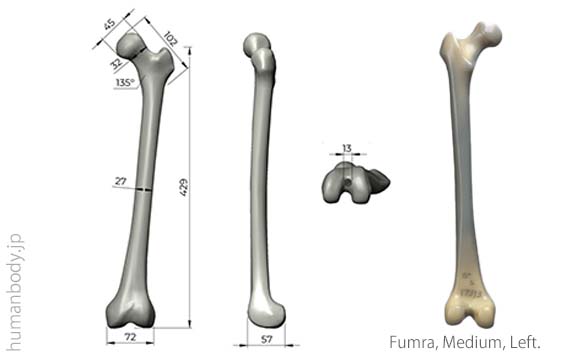 生体力学試験材料骨、コンポジットボーン 大腿骨・左・中のサイズ。