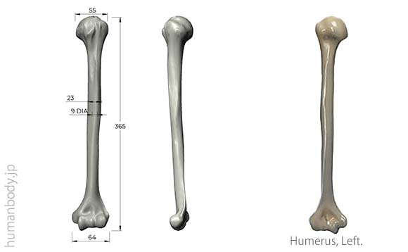 生体力学試験材料骨、コンポジットボーン 上腕骨のサイズ。