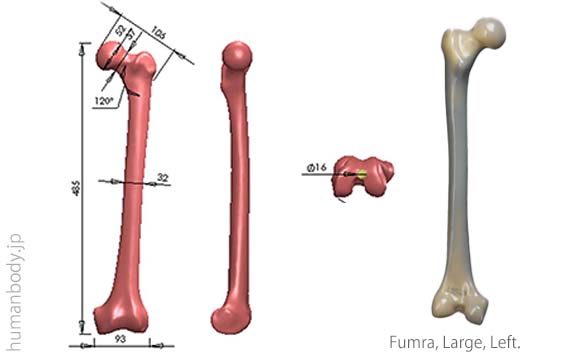 生体力学試験材料骨、コンポジットボーン 大腿骨・左・大のサイズ。