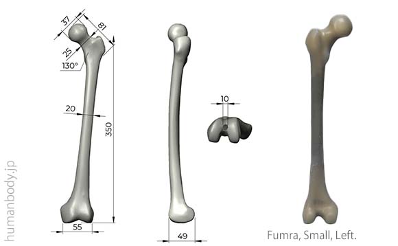 生体力学試験材料骨、コンポジットボーン SAW3414 大腿骨・小のサイズ。