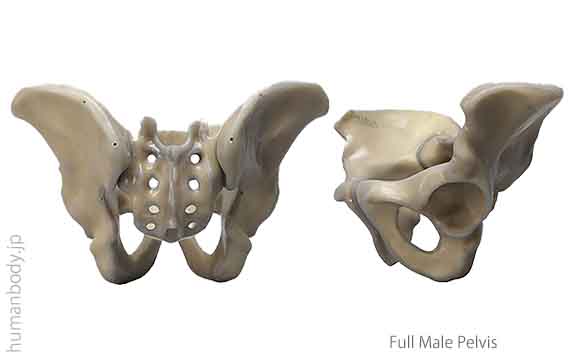 生体力学試験材料骨、コンポジットボーン 骨盤のサイズ。