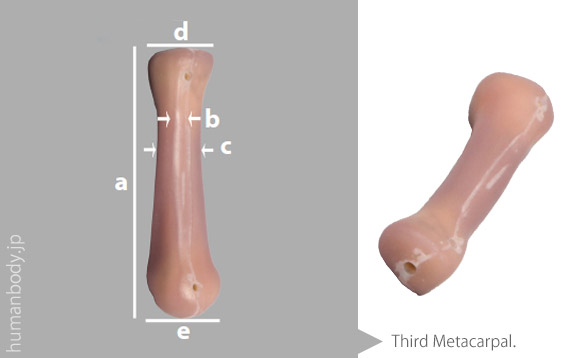 生体力学試験材料骨、コンポジットボーン 第3指中手骨のサイズ。