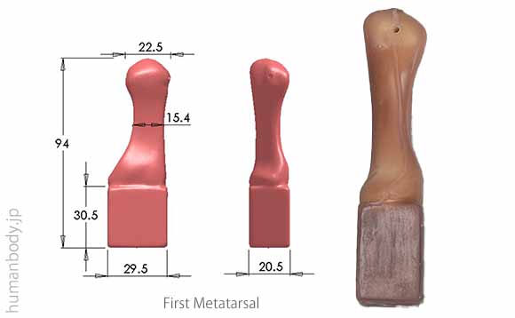 生体力学試験材料骨、コンポジットボーン 第1指中足骨のサイズ。