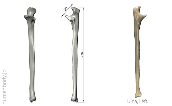 生体力学試験材料骨、コンポジットボーン 尺骨のサイズ。