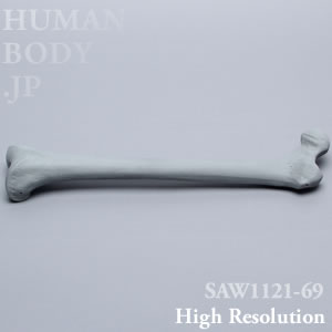 SAW1121-69 X線ファントム大腿骨左（中）