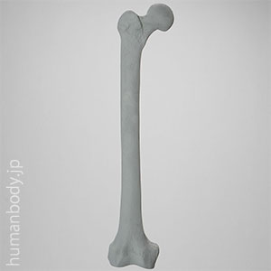 SAW1130-100-1 X線ファントム大腿骨右（大）