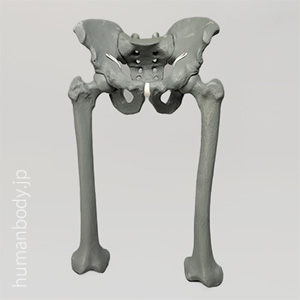 SAW1301-1305 X線ファントム骨盤（大腿骨左・右付）