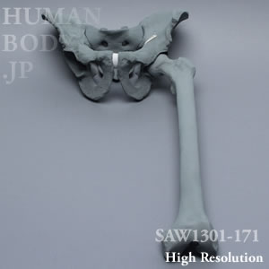 SAW1301-171 X線ファントム骨盤（大腿骨左付）