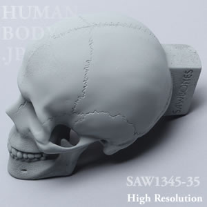 SAW1345-35 X線ファントム頭蓋骨