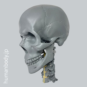 SAW1345-35 X線ファントム頭蓋骨と頸椎