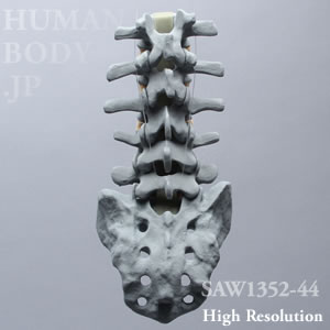SAW1352-44 X線ファントム骨粗鬆症腰椎（L1-Sacrum ）