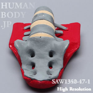 SAW1352-47-1 X線ファントム靭帯、筋付き腰椎（L1-Sacrum）