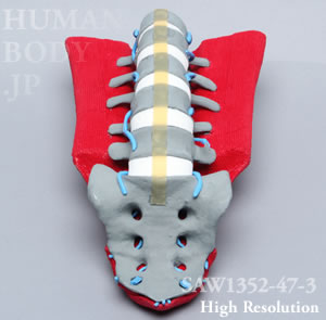 SAW1352-47-3 X線ファントム靭帯、筋付きMIS腰椎（L1-Sacrum）