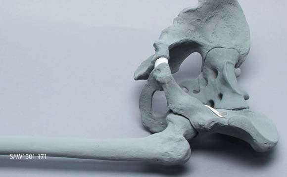 X線ファントムは骨盤と大腿骨で構成されている。