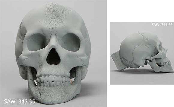 頭蓋骨のX線ファントムの正面と側面。
