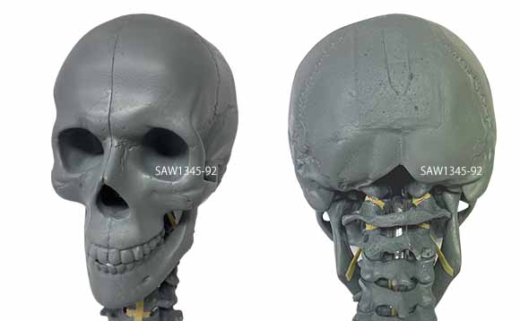 X線ファントム・頭蓋骨と頸椎（C1-C7）SAW1345-92正面と背面