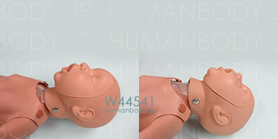 新生児の心肺蘇生法練習用マネキンでの気道確保