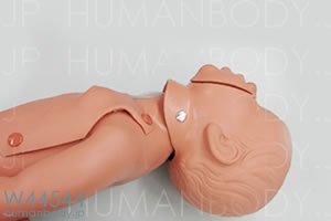 心肺蘇生法の練習の際、気道確保を確認。