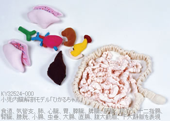 布製・小児内臓解剖モデル「ひかるちゃん」は、布製の内臓パーツがついています。