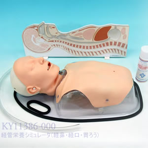 経管栄養シミュレータ（経鼻・経口・胃ろう） KY11386-000
