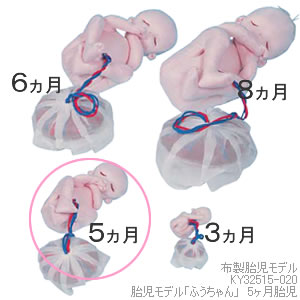KY32515-020 胎児モデル「ふうちゃん」　20週胎児