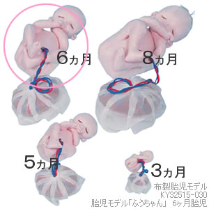 KY32515-030 胎児モデル「ふうちゃん」　24週胎児