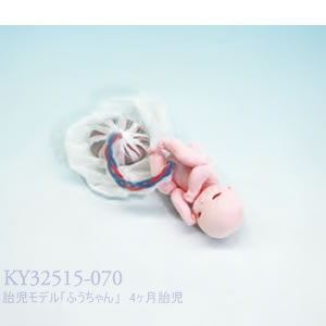 胎児モデル「ふうちゃん」　16週胎児 KY32515-070