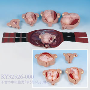 KY32526-000 子宮の中の胎児「ゆうちゃん」フルセット