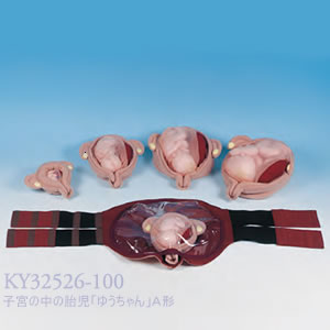 KY32526-100 子宮の中の胎児「ゆうちゃん」Ａ形