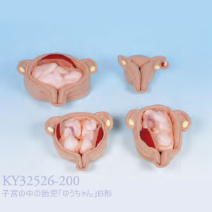 KY32526-200 子宮の中の胎児「ゆうちゃん」Ｂ形