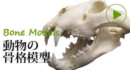 動物骨格模型