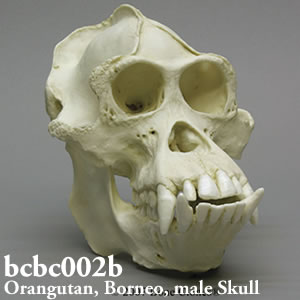 bcbc002b BCBC002B Bone Clones ボーンクローン