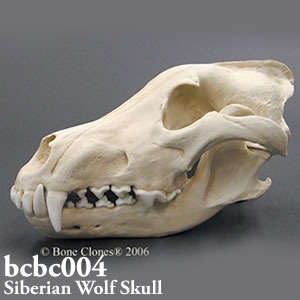 オオカミ頭蓋骨模型 BCBC004 Bone Clones
