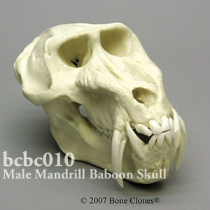 bcbc010 マンドリル頭蓋骨模型（オス） Bone Clones ボーンクローン