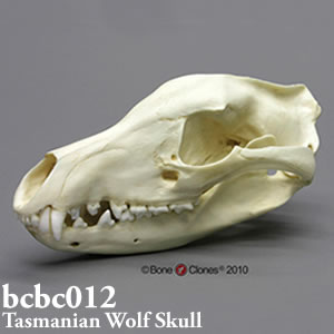 bcbc012 フクロオオカミ頭蓋骨模型 Bone Clones ボーンクローン