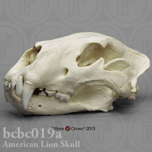 アメリカライオン頭蓋骨レプリカ・Antique BCBC019A Felis atrox Bone Clones ボーンクローン