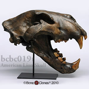 アメリカライオン頭蓋骨レプリカ・Tarpit BCBC019T Felis atrox Bone Clones ボーンクローン