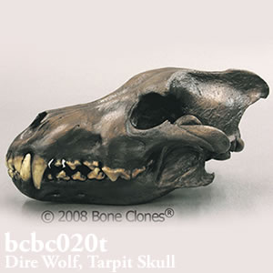 オオカミ頭蓋骨模型 BCBC020T Bone Clones ボーンクローン