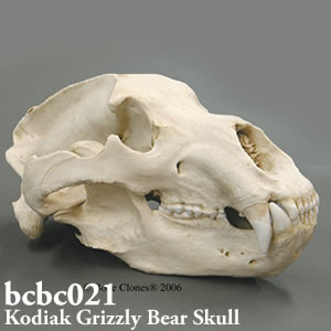 コディアックヒグマ頭蓋骨模型 bcbc021｜動物の頭蓋骨模型
